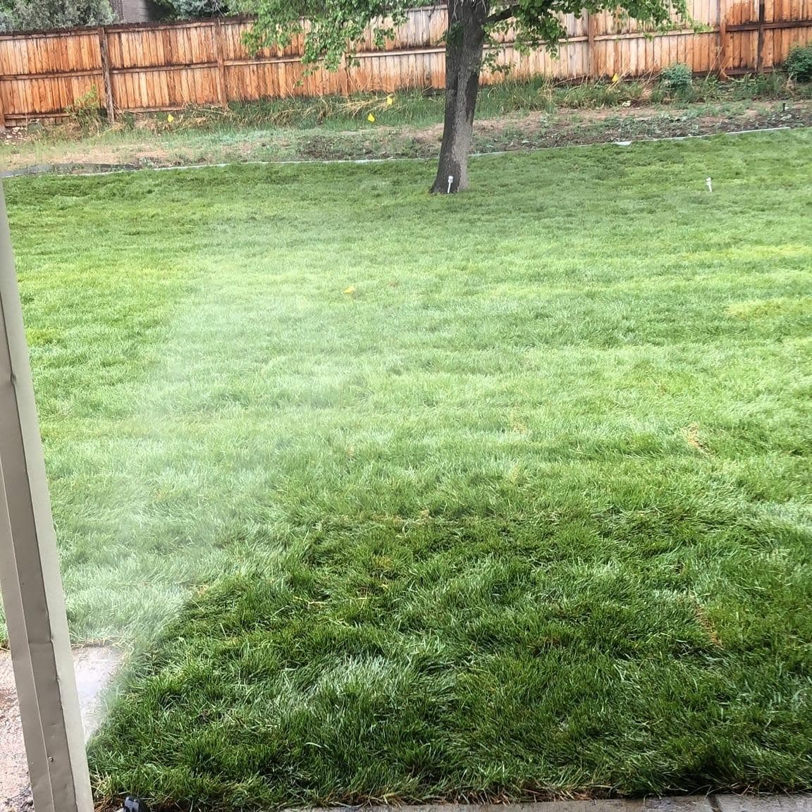 Freshly seeded residential lawn showing grass germination along a wooden fence
